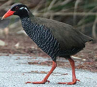 Okinawa Rail