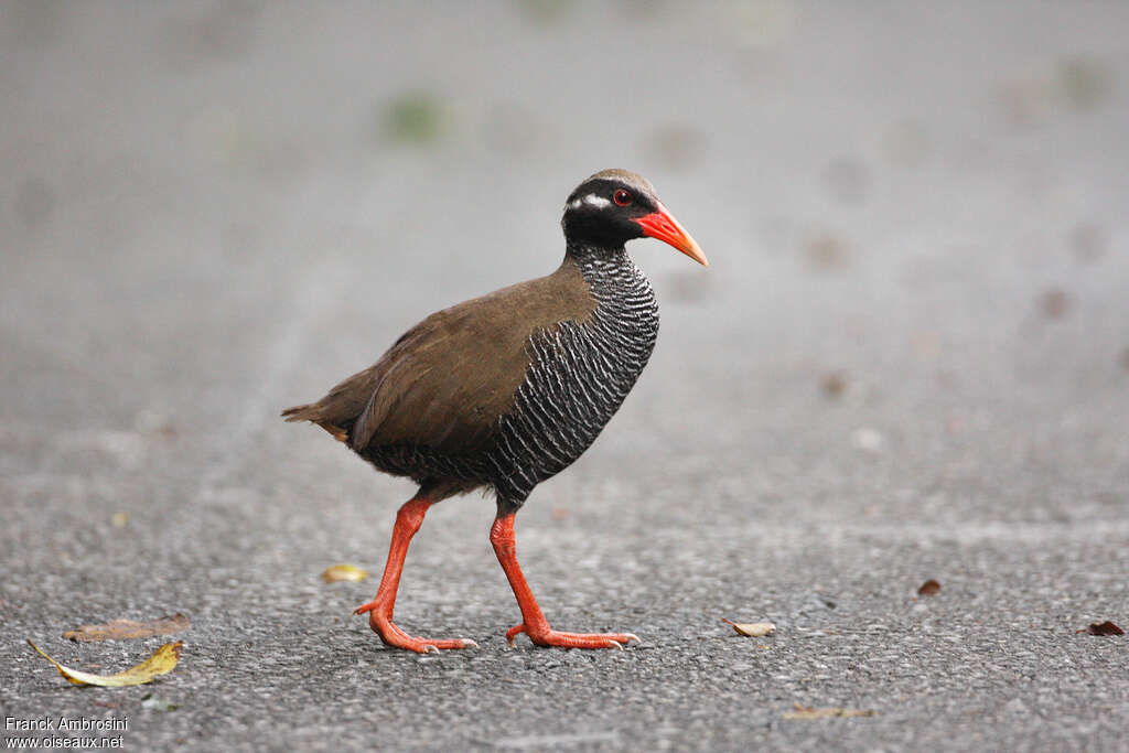 Râle d'Okinawaadulte, identification