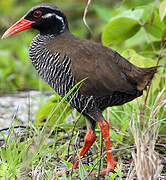 Okinawa Rail