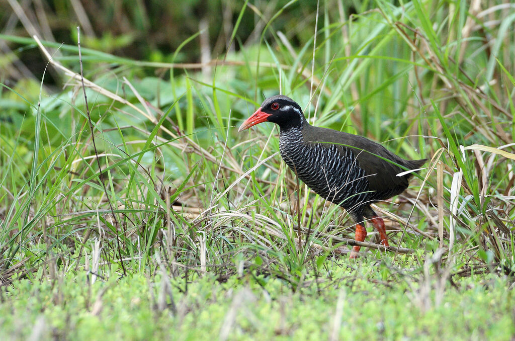 Okinawa Railadult breeding