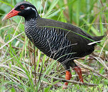 Okinawa Rail