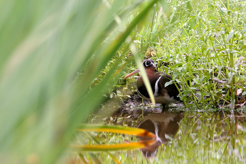 Greater Painted-snipe