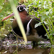 Greater Painted-snipe