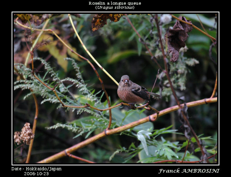 Roselin à longue queue