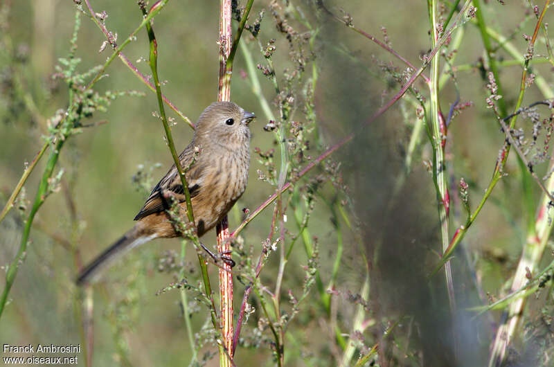 Long-tailed Rosefinch female adult, identification