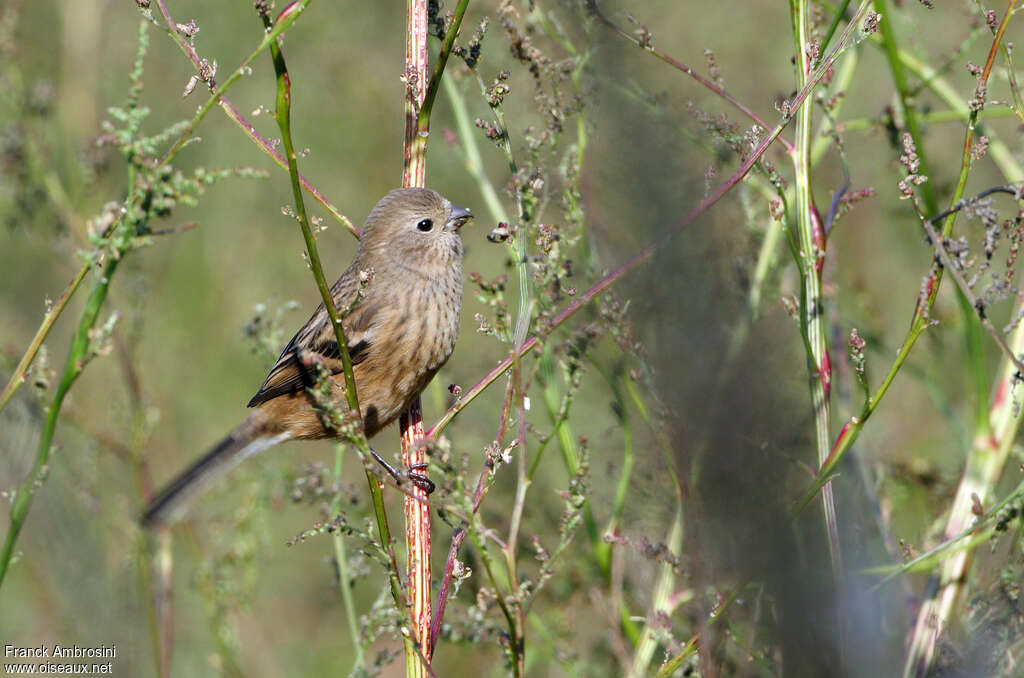 Long-tailed Rosefinch female adult, identification