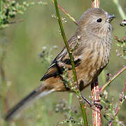 Siberian Long-tailed Rosefinch