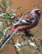 Roselin à longue queue