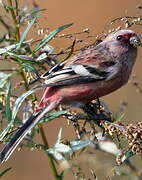 Long-tailed Rosefinch