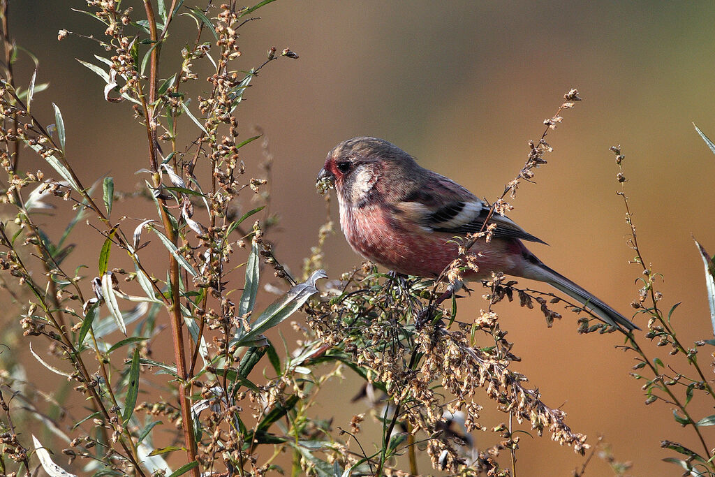 Siberian Long-tailed Rosefinch male adult post breeding