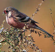 Siberian Long-tailed Rosefinch