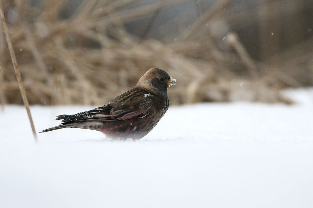 Asian Rosy Finch