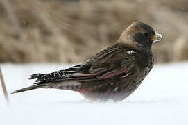 Asian Rosy Finch