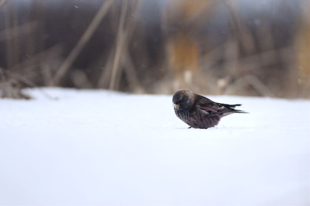 Asian Rosy Finch