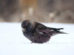 Asian Rosy Finch