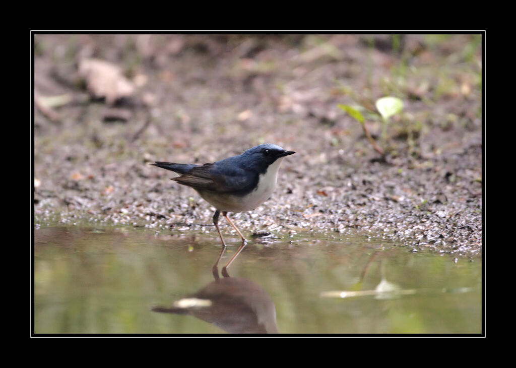 Siberian Blue Robin male adult breeding