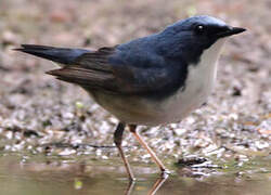 Siberian Blue Robin