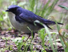 Siberian Blue Robin