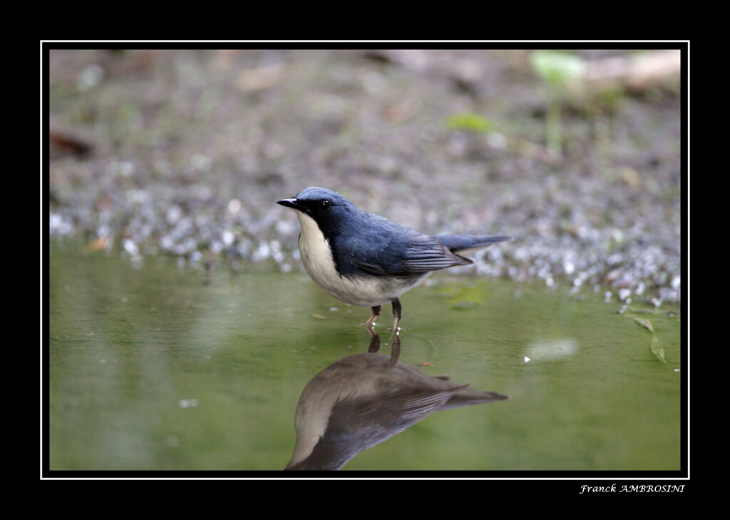 Siberian Blue Robin male adult breeding