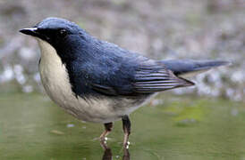 Siberian Blue Robin