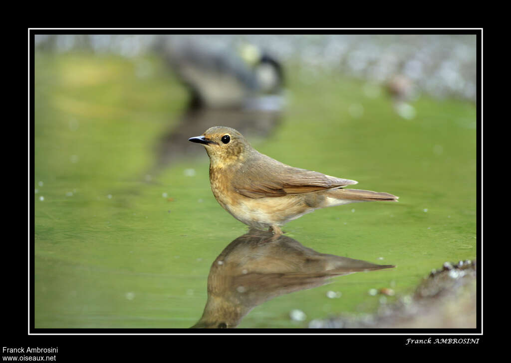 Siberian Blue Robin female adult breeding, identification