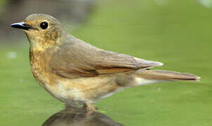 Siberian Blue Robin