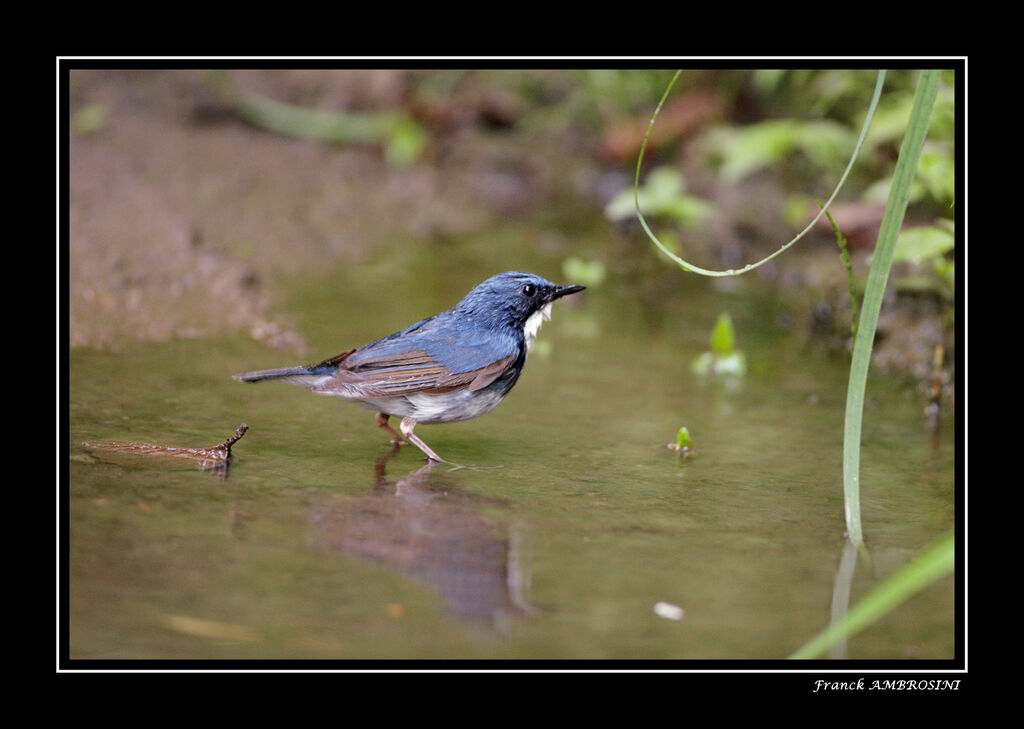 Siberian Blue Robin male adult post breeding