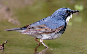 Siberian Blue Robin