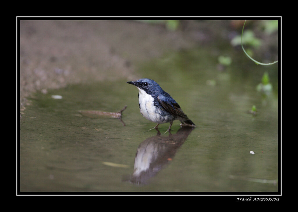 Siberian Blue Robin male adult post breeding