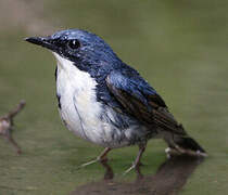 Siberian Blue Robin