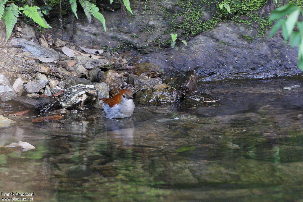 Okinawa Robin female adult breeding