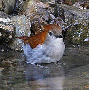 Okinawa Robin