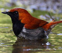 Okinawa Robin