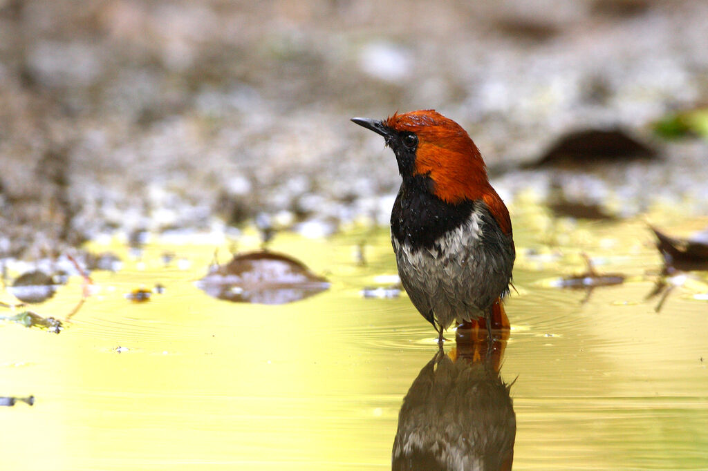 Okinawa Robin male adult breeding, care