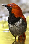 Okinawa Robin