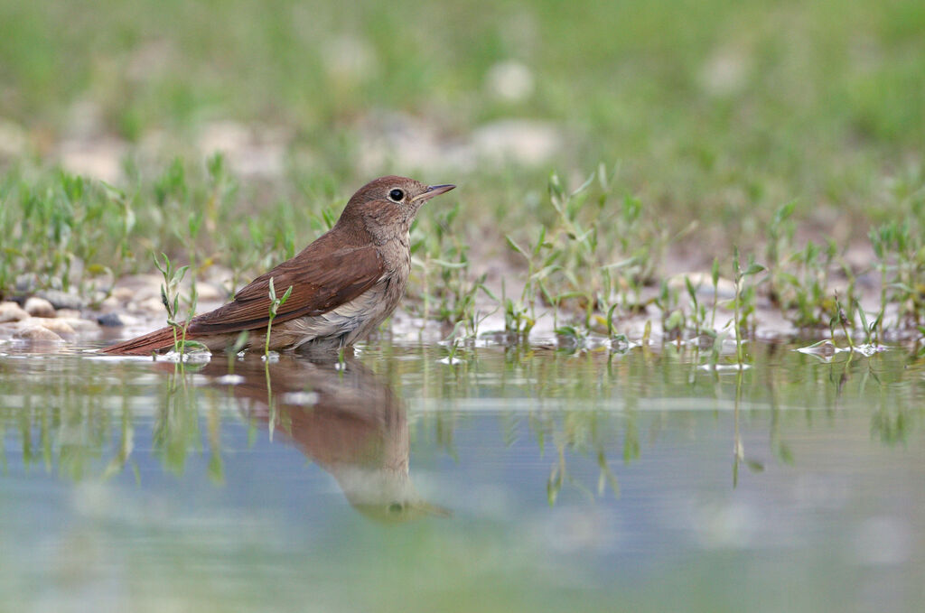 Common Nightingale