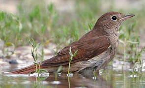 Common Nightingale