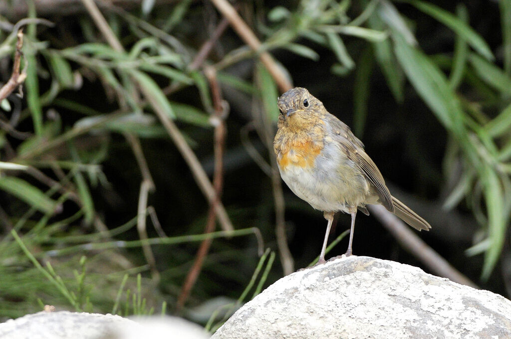 Rougegorge familierimmature