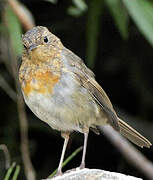 European Robin