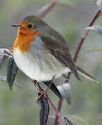 European Robin