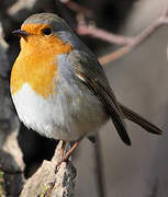 European Robin