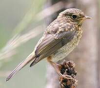 European Robin