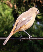 Daurian Redstart