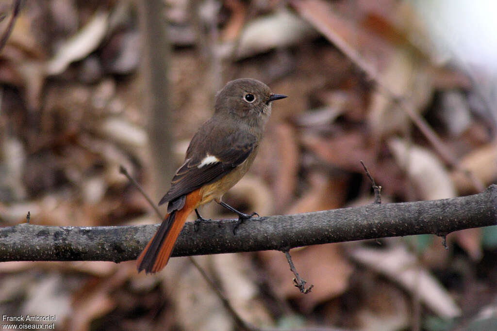 Daurian Redstart female adult, identification