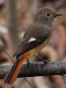 Daurian Redstart