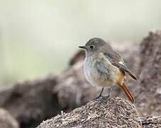 Daurian Redstart