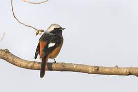 Daurian Redstart