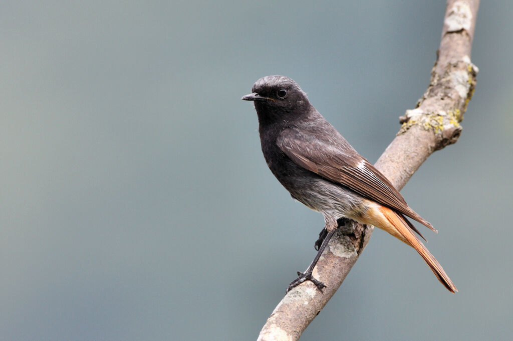 Black Redstart male adult breeding