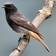 Black Redstart