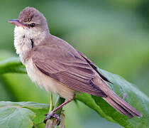 Oriental Reed Warbler